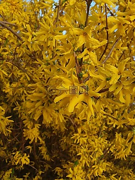 kvity,性質(zhì),黃色的