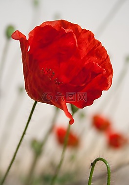 花,開花,盛開