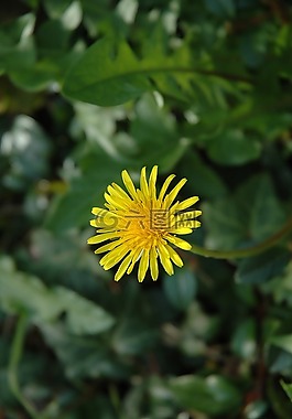 蒲公英,花,花園