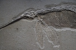 鱼龙,骨架,石化