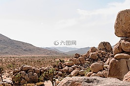 joshuatree,公園,美國(guó)大自然