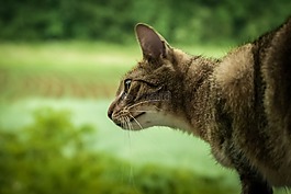 獵人,狩獵,貓