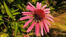 太陽帽子,夏季,開花