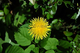 蒲公英,花,花園