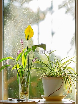 窗戶,花,蘭花