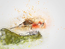 鳥,顏色,動物