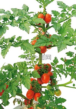 西紅柿,植物,綠色