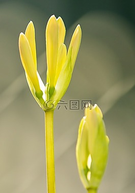 野花,花,植物