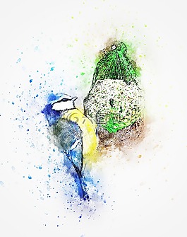 鳥,顏色,動(dòng)物