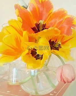 鮮花,郁金香,春天的花朵