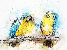 鳥,鸚鵡,顏色