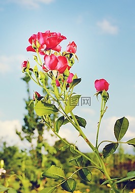 玫瑰,花,花園