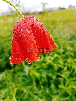 罌粟,紅色,花