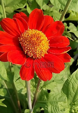 花,紅色的花朵,性質(zhì)