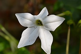 花,自然,春