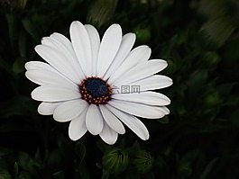 花,植物區(qū)系,自然