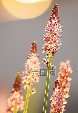 花,向上,争取