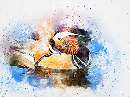 鳥,鴨,顏色