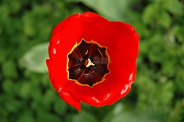 郁金香,開花,紅色
