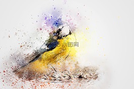 鳥,顏色,動物