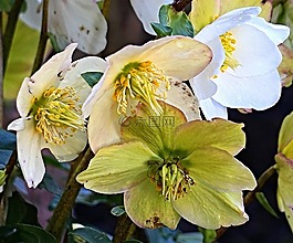 圣誕玫瑰,花,性質(zhì)