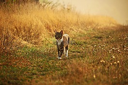 貓,小貓,mieze