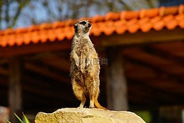 獴,meercat,scharrtier