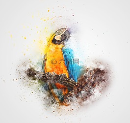 鳥,鸚鵡,顏色