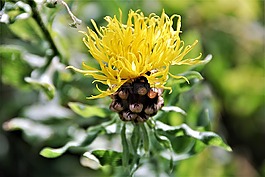 花,開花,黃色