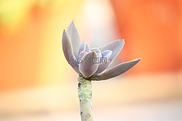 花,自然,開花