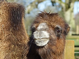 駱駝,動物園,動物