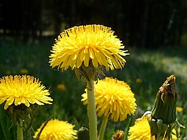 花,黃色,性質(zhì)
