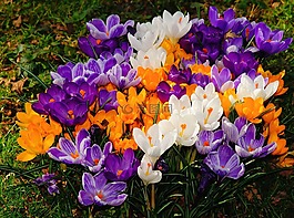鮮花,藏紅花,春天