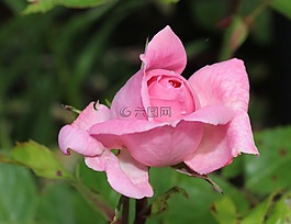 玫瑰,開花,粉紅色