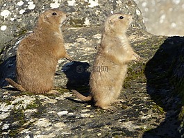 野生動(dòng)物,動(dòng)物園,動(dòng)物