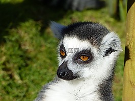 狐猴,動物,野生動物