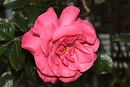 野玫瑰,開花,粉紅色