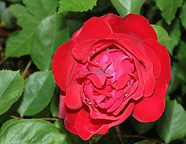 玫瑰,開花,紅色