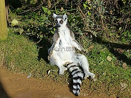 狐猴,動(dòng)物園,動(dòng)物