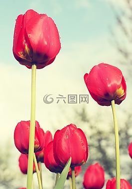 紅色郁金香,字段,鮮花