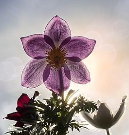pasque 花,白头翁,性质