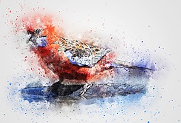 鳥,鸚鵡,顏色