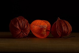 lampionblume,酸浆,橙
