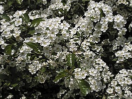 春天,鲜花,布什