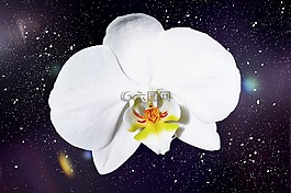 蘭花,開(kāi)花,花
