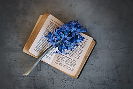 本書,老,老書