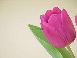 花,郁金香,春