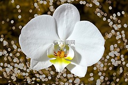 蘭花,花,開花