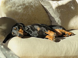 臘腸犬,狗,寵物