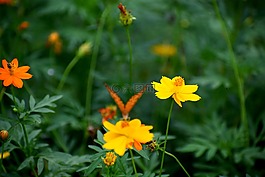 自然,花園,蝴蝶